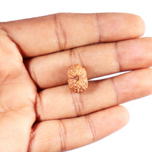 Load image into Gallery viewer, 13 Mukhi Indonesian Rudraksha - Bead No. 291