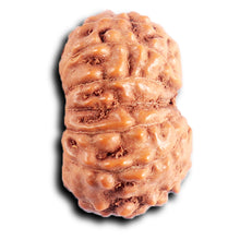 Load image into Gallery viewer, 13 Mukhi Indonesian Rudraksha - Bead No. 291