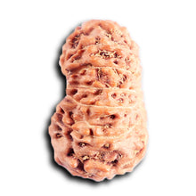 Load image into Gallery viewer, 13 Mukhi Indonesian Rudraksha - Bead No 292