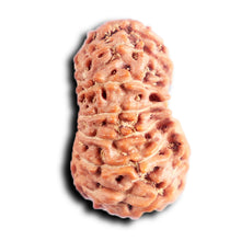 Load image into Gallery viewer, 13 Mukhi Indonesian Rudraksha - Bead No 292