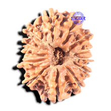 Load image into Gallery viewer, 13 Mukhi Nepalese Rudraksha - Bead No. 110
