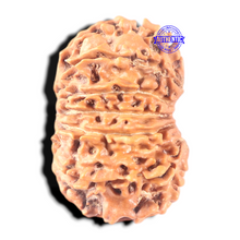 Load image into Gallery viewer, 13 Mukhi Nepalese Rudraksha - Bead No. 110