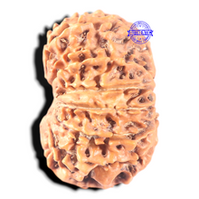 Load image into Gallery viewer, 13 Mukhi Nepalese Rudraksha - Bead No. 110