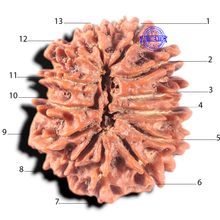 Load image into Gallery viewer, 13 Mukhi Nepalese Rudraksha - Bead No. 140