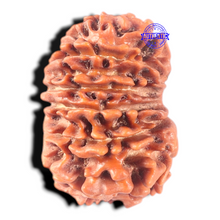 Load image into Gallery viewer, 13 Mukhi Nepalese Rudraksha - Bead No. 140