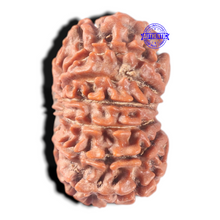 Load image into Gallery viewer, 13 Mukhi Nepalese Rudraksha - Bead No. 174