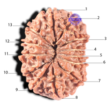 Load image into Gallery viewer, 13 Mukhi Nepalese Rudraksha - Bead No. 198