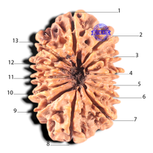 Load image into Gallery viewer, 13 Mukhi Nepalese Rudraksha - Bead No. 21