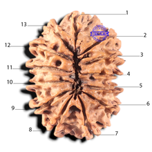 Load image into Gallery viewer, 13 mukhi Nepalese Rudraksha - Bead No. 25