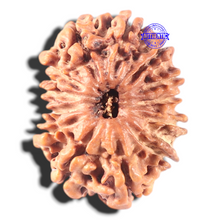 Load image into Gallery viewer, 13 Mukhi Nepalese Rudraksha - Bead No. 286