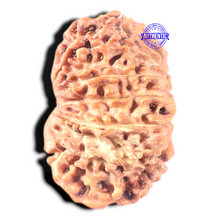 Load image into Gallery viewer, 13 Mukhi Nepalese Rudraksha - Bead No. 286