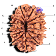 Load image into Gallery viewer, 13 Mukhi Nepalese Rudraksha - Bead No. 288