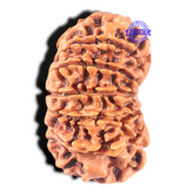 Load image into Gallery viewer, 13 Mukhi Nepalese Rudraksha - Bead No. 288