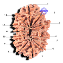 Load image into Gallery viewer, 13 Mukhi Nepalese Rudraksha - Bead No. 350