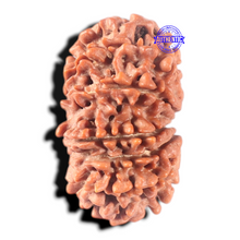 Load image into Gallery viewer, 13 Mukhi Nepalese Rudraksha - Bead No. 350