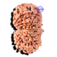Load image into Gallery viewer, 13 Mukhi Nepalese Rudraksha - Bead No. 350