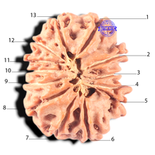 Load image into Gallery viewer, 13 Mukhi Nepalese Rudraksha - Bead No. 352