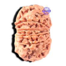 Load image into Gallery viewer, 13 Mukhi Nepalese Rudraksha - Bead No. 352