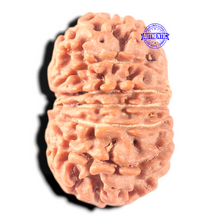 Load image into Gallery viewer, 13 Mukhi Nepalese Rudraksha - Bead No. 352