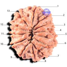 Load image into Gallery viewer, 13 Mukhi Nepalese Rudraksha - Bead No. 370
