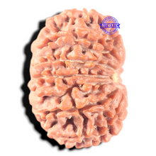 Load image into Gallery viewer, 13 Mukhi Nepalese Rudraksha - Bead No. 370