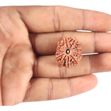Load image into Gallery viewer, 13 Mukhi Nepalese Rudraksha - Bead No. 370