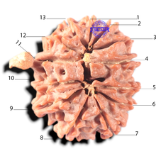 Load image into Gallery viewer, 13 Mukhi Nepalese Ganesh Rudraksha - Bead No. 380