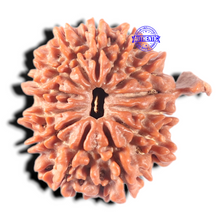 Load image into Gallery viewer, 13 Mukhi Nepalese Ganesh Rudraksha - Bead No. 380