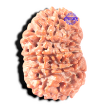 Load image into Gallery viewer, 13 Mukhi Nepalese Ganesh Rudraksha - Bead No. 380