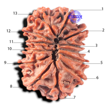 Load image into Gallery viewer, 13 Mukhi Nepalese Rudraksha - Bead No. 381