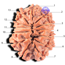 Load image into Gallery viewer, 13 Mukhi Nepalese Rudraksha - Bead No. 385