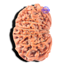 Load image into Gallery viewer, 13 Mukhi Nepalese Rudraksha - Bead No. 385