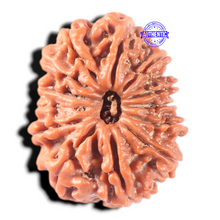 Load image into Gallery viewer, 13 Mukhi Nepalese Rudraksha - Bead No. 386