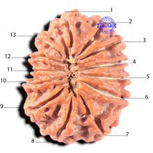Load image into Gallery viewer, 13 Mukhi Nepalese Rudraksha - Bead No. 386