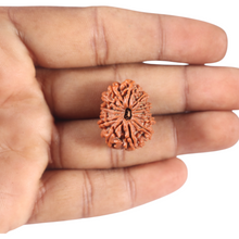 Load image into Gallery viewer, 13 Mukhi Nepalese Rudraksha - Bead No. 386