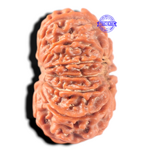 Load image into Gallery viewer, 13 Mukhi Nepalese Rudraksha - Bead No. 386