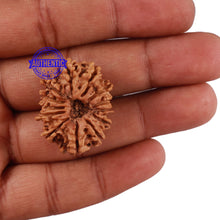 Load image into Gallery viewer, 13 Mukhi Nepalese Rudraksha - Bead No. 110