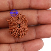 Load image into Gallery viewer, 13 Mukhi Nepalese Ganesha Rudraksha - Bead No. 131