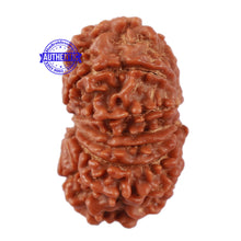 Load image into Gallery viewer, 13 Mukhi Nepalese Ganesha Rudraksha - Bead No. 131