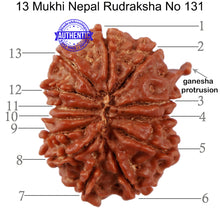 Load image into Gallery viewer, 13 Mukhi Nepalese Ganesha Rudraksha - Bead No. 131
