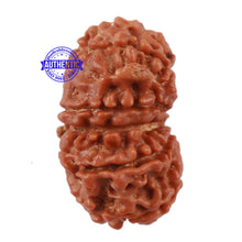Load image into Gallery viewer, 13 Mukhi Nepalese Ganesha Rudraksha - Bead No. 131