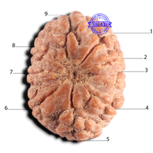 Load image into Gallery viewer, 9 Mukhi Rudraksha from Indonesia - Bead No. 13