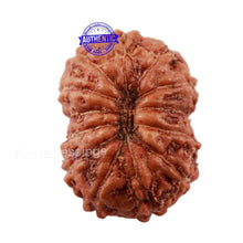 Load image into Gallery viewer, 13 Mukhi Indonesian Rudraksha - Bead No. 164