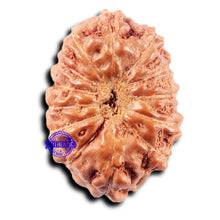 Load image into Gallery viewer, 13 Mukhi Indonesian Rudraksha - Bead No 266