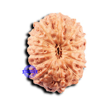 Load image into Gallery viewer, 13 Mukhi Indonesian Rudraksha - Bead No 270