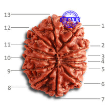 Load image into Gallery viewer, 13 Mukhi Nepalese Rudraksha - Bead No.311