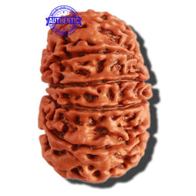 Load image into Gallery viewer, 13 Mukhi Nepalese Rudraksha - Bead No 225