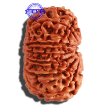 Load image into Gallery viewer, 13 Mukhi Nepalese Rudraksha - Bead No 225