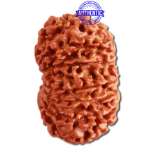 Load image into Gallery viewer, 13 Mukhi Nepalese Rudraksha - Bead No. 272