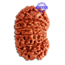 Load image into Gallery viewer, 13 Mukhi Nepalese Rudraksha - Bead No. 272